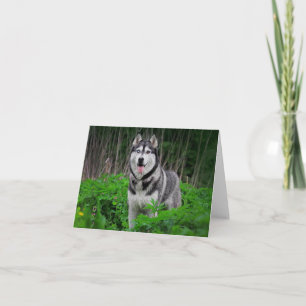 Sibirischer Husky-Welpenhund Hallo, Ich denke an D Karte
