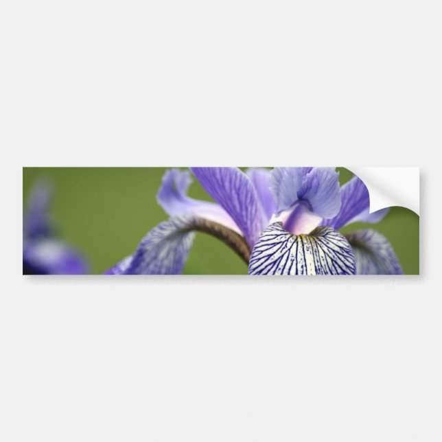 Sibirischer Iris-Autoaufkleber Autoaufkleber (Vorne)