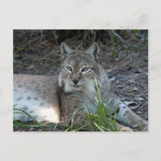Sibirischer Luchs 017 Postkarte