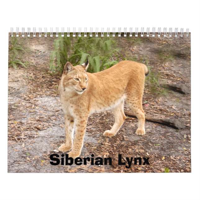 sibirischer Luchs 034, sibirischer Luchs Kalender (Titelbild)
