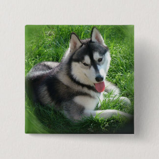 Sibirischer Schlittenhund-Hundequadrat-Button Button