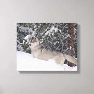 Sibirischer Schlittenhund-Leinwand-Druck Leinwanddruck