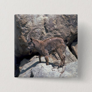 Sibirischer Steinbock Button
