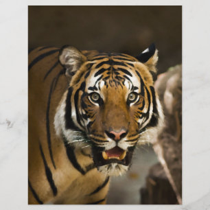 Sibirischer Tiger