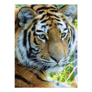 Sibirischer Tiger, Amur-Tiger-Foto-Papier Fotodruck