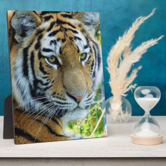 Sibirischer Tiger, Amur Tiger Foto Plaque Fotoplatte