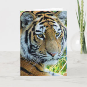 Sibirischer Tiger, Amur-Tiger-Grußkarte Karte
