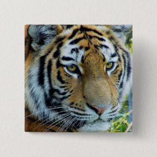 Sibirischer Tiger, Amur-Tiger-Knopf Button