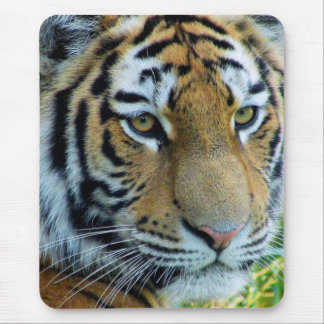Sibirischer Tiger, Amur Tiger Mousepad