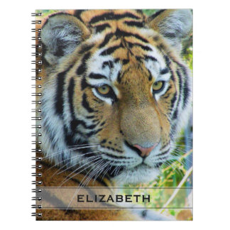 Sibirischer Tiger, Amur-Tiger-Notizbuch Notizblock