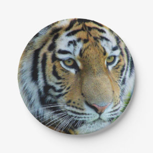 Sibirischer Tiger, Amur Tiger Papierplatte Pappteller