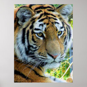 Sibirischer Tiger, Amur-Tiger-Plakat Poster