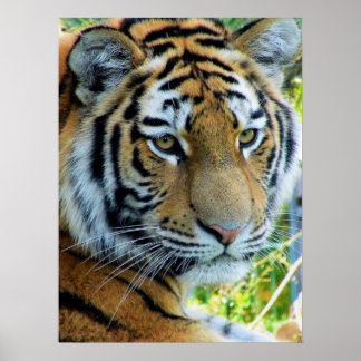 Sibirischer Tiger, Amur Tiger Poster