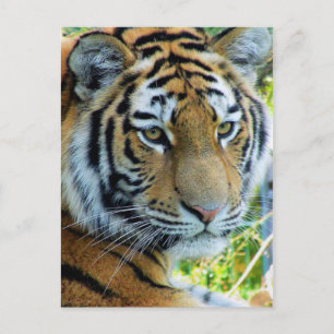 Sibirischer Tiger, Amur-Tiger-Postkarte Postkarte