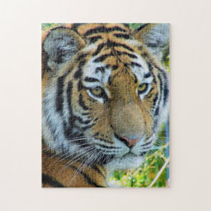 Sibirischer Tiger, Amur-Tiger-Puzzlespiel Puzzle