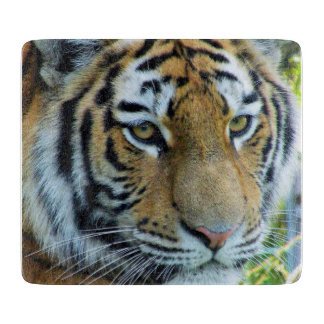 Sibirischer Tiger, Amur-Tiger-Schneidebrett Schneidebrett