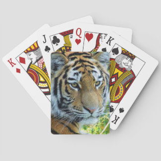 Sibirischer Tiger, Amur Tiger Spielkarten