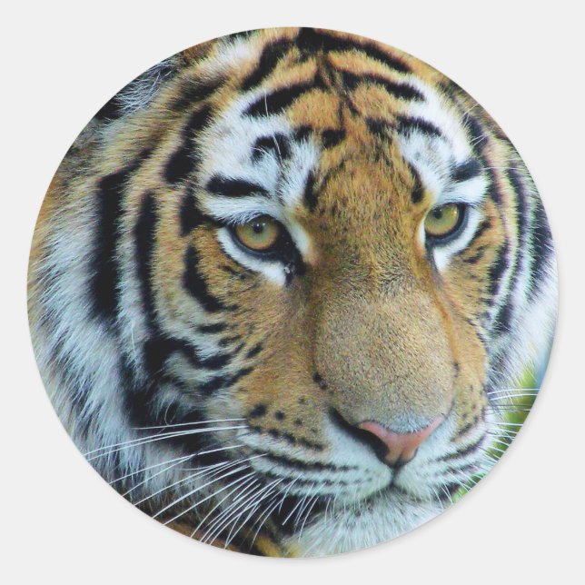 Sibirischer Tiger, Amur Tiger Sticker (Vorderseite)