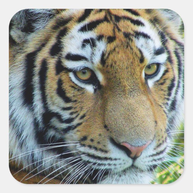 Sibirischer Tiger, Amur Tiger Sticker (Vorderseite)