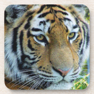 Sibirischer Tiger, Amur-Tiger-Tiger-Untersetzer Untersetzer