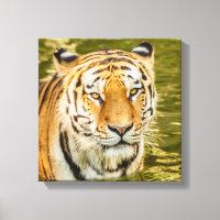 SIBIRISCHER TIGER AUF LEINWANDDRUCK