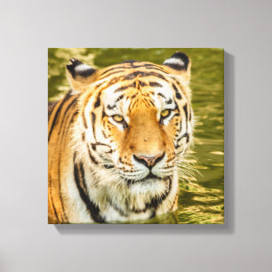 SIBIRISCHER TIGER AUF LEINWANDDRUCK