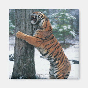 Sibirischer Tiger (der Pantheratigris altaica) Magnet