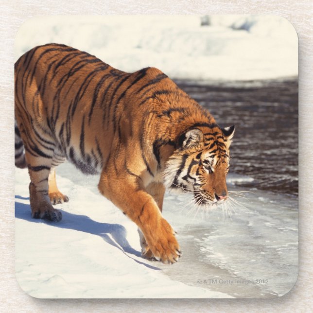 Sibirischer Tiger Getränkeuntersetzer (Vorderseite)