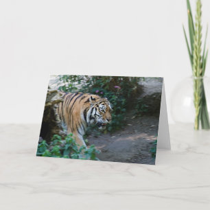 Sibirischer Tiger • Gruß-Karte Karte