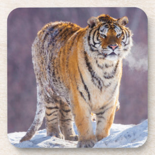 Sibirischer Tiger im Schnee, China Getränkeuntersetzer