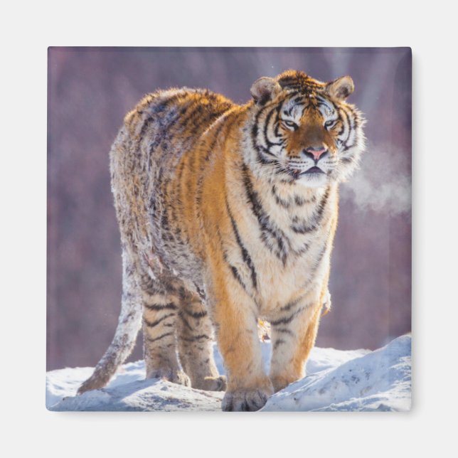 Sibirischer Tiger im Schnee, China Magnet (Vorne)