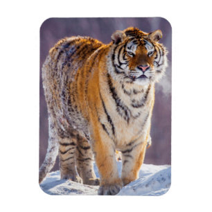 Sibirischer Tiger im Schnee, China Magnet
