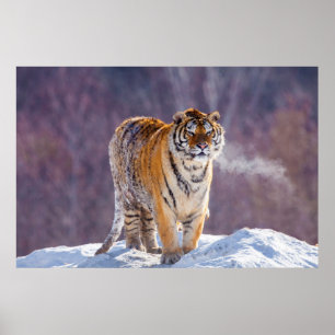 Sibirischer Tiger im Schnee, China Poster