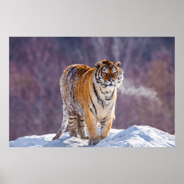 Sibirischer Tiger im Schnee, China Poster (Vorne)
