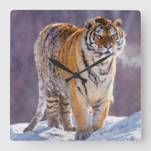 Sibirischer Tiger im Schnee, China Quadratische Wanduhr