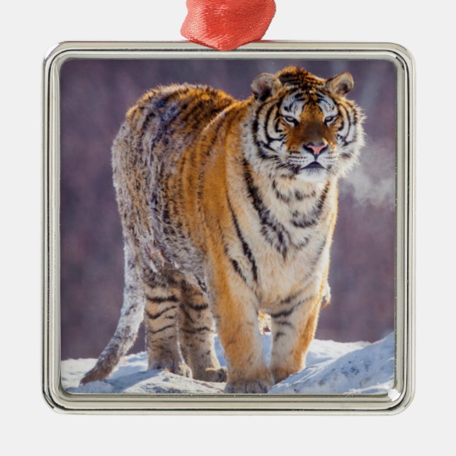 Sibirischer Tiger im Schnee, China Silbernes Ornament (Vorne)