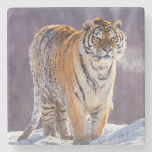 Sibirischer Tiger im Schnee, China Steinuntersetzer