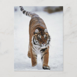Sibirischer Tiger im Schnee Postkarte