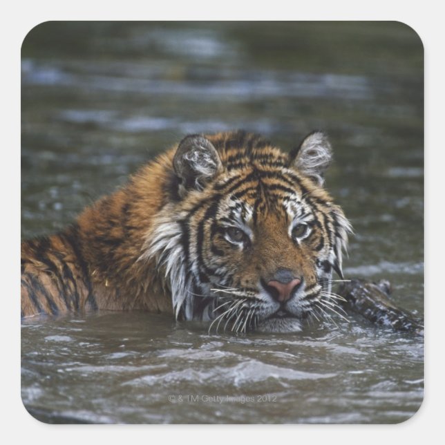 Sibirischer Tiger im Wasser Quadratischer Aufkleber (Vorderseite)