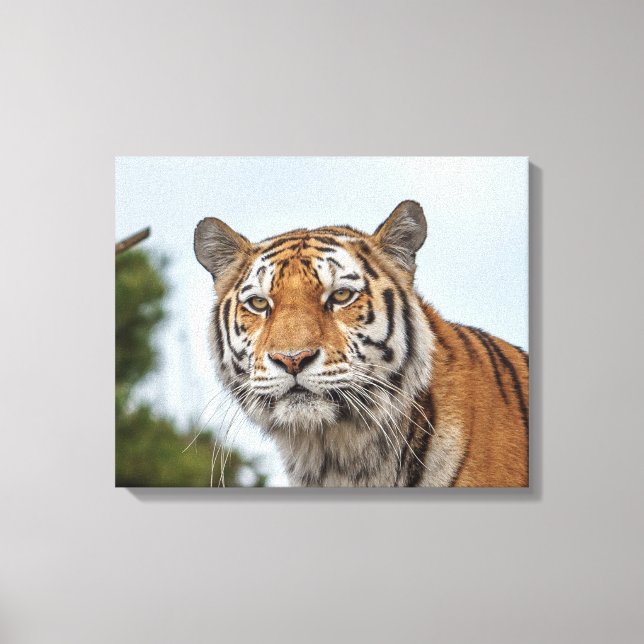 Sibirischer Tiger im Wilden Leinwanddruck (Vorderseite)