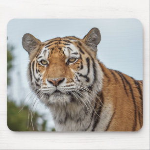 Sibirischer Tiger im Wilden Mousepad