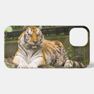 Sibirischer Tiger iPhone 13 Hülle