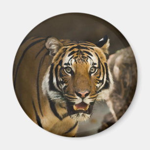 Sibirischer Tiger Magnet