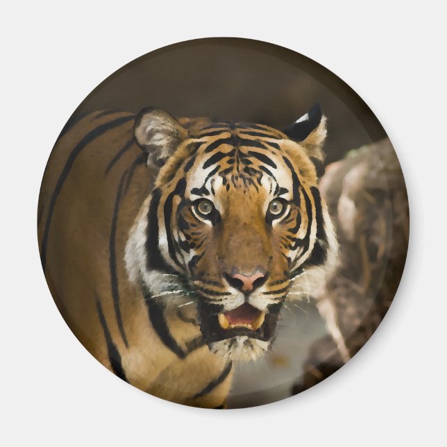 Sibirischer Tiger Magnet (Vorne)