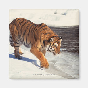 Sibirischer Tiger Magnet