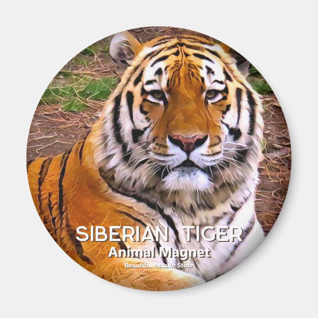 Sibirischer Tiger Magnet (Vorne)