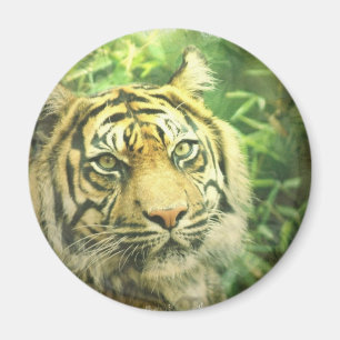 Sibirischer Tiger-Magnet Magnet