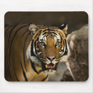 Sibirischer Tiger Mousepad