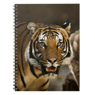 Sibirischer Tiger Notizblock