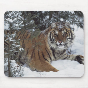 Sibirischer Tiger (Panthera der Tigris Altaica) Mousepad